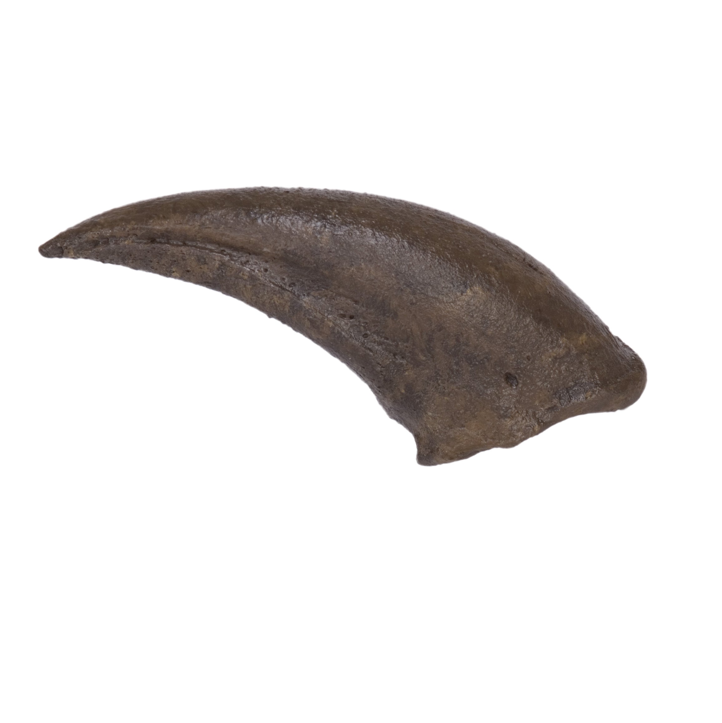 STAN Tyrannosaurus rex® Pes (foot) Claw - Display Replica
