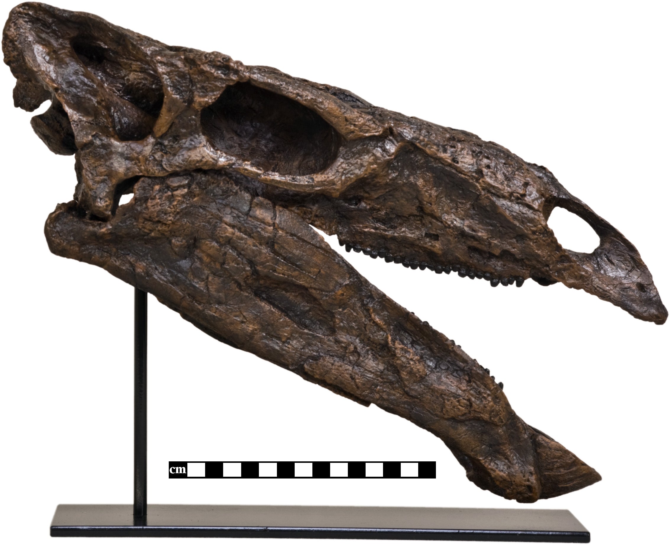 Stegosaurus stenops Skull - Display Replica