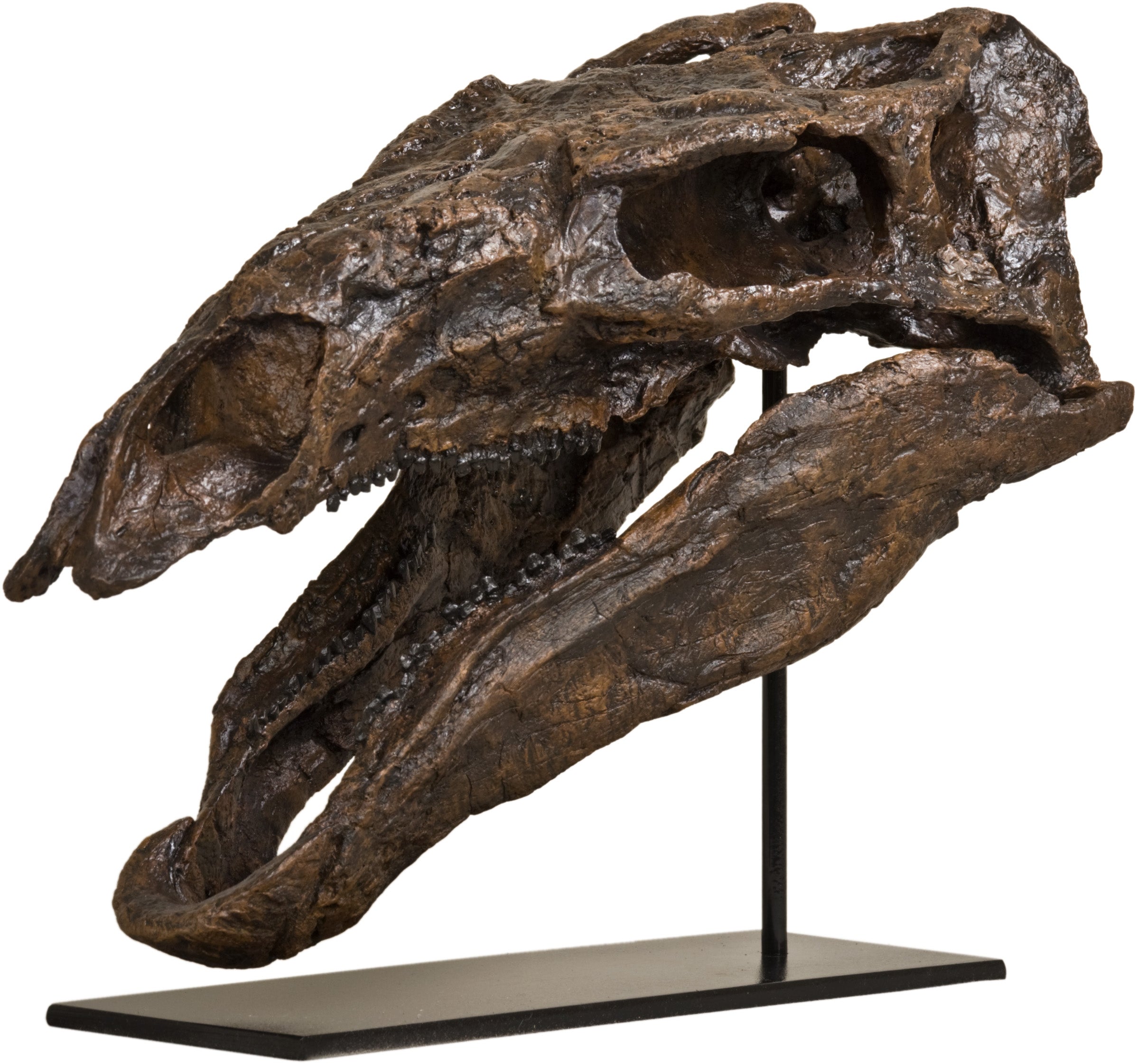 Stegosaurus stenops Skull - Display Replica
