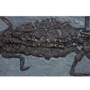 Steneosaurus bollensis on Slab - Display Replica