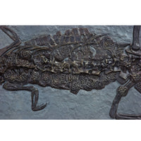 Steneosaurus bollensis on Slab - Display Replica