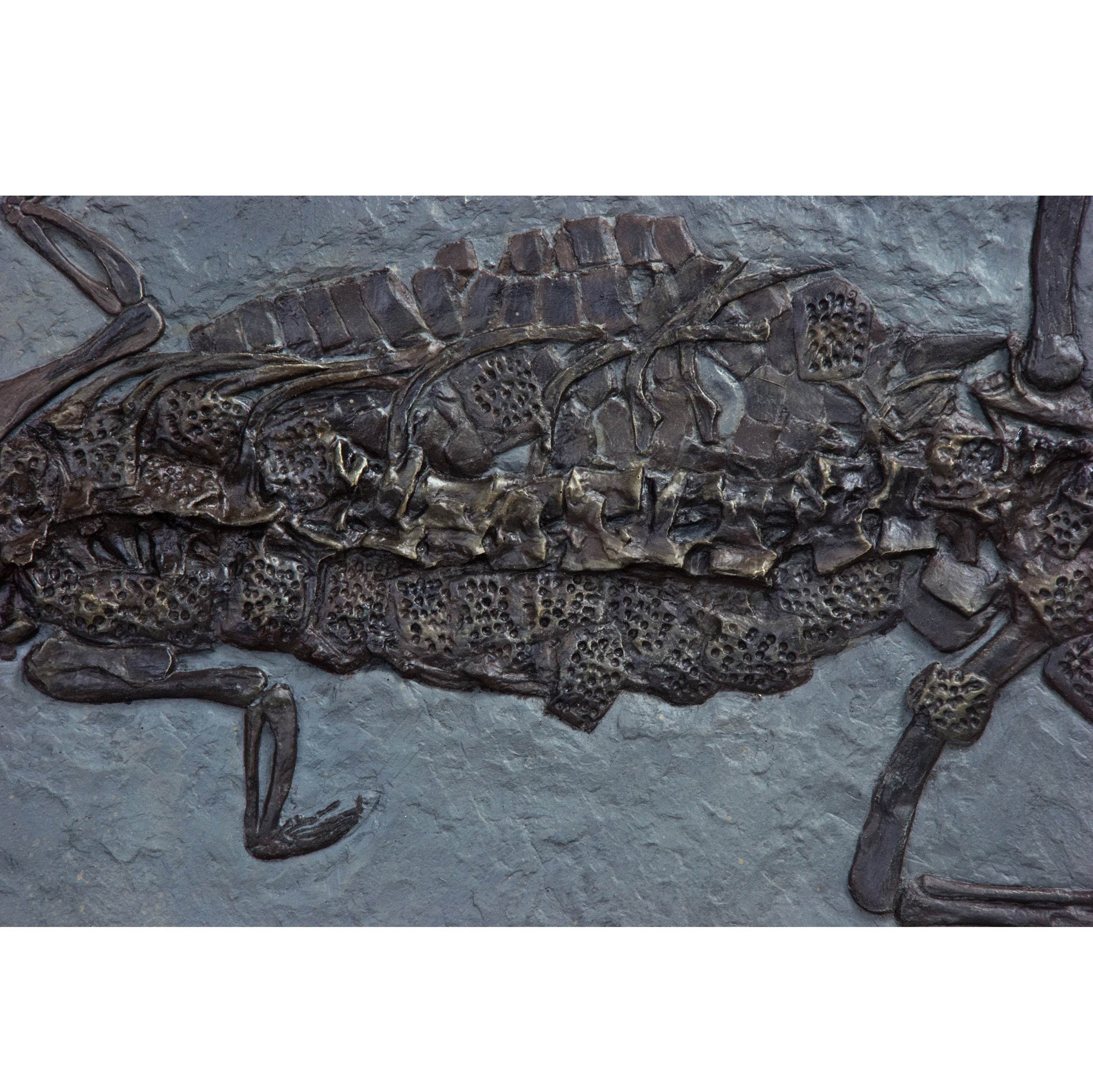 Steneosaurus bollensis on Slab - Display Replica