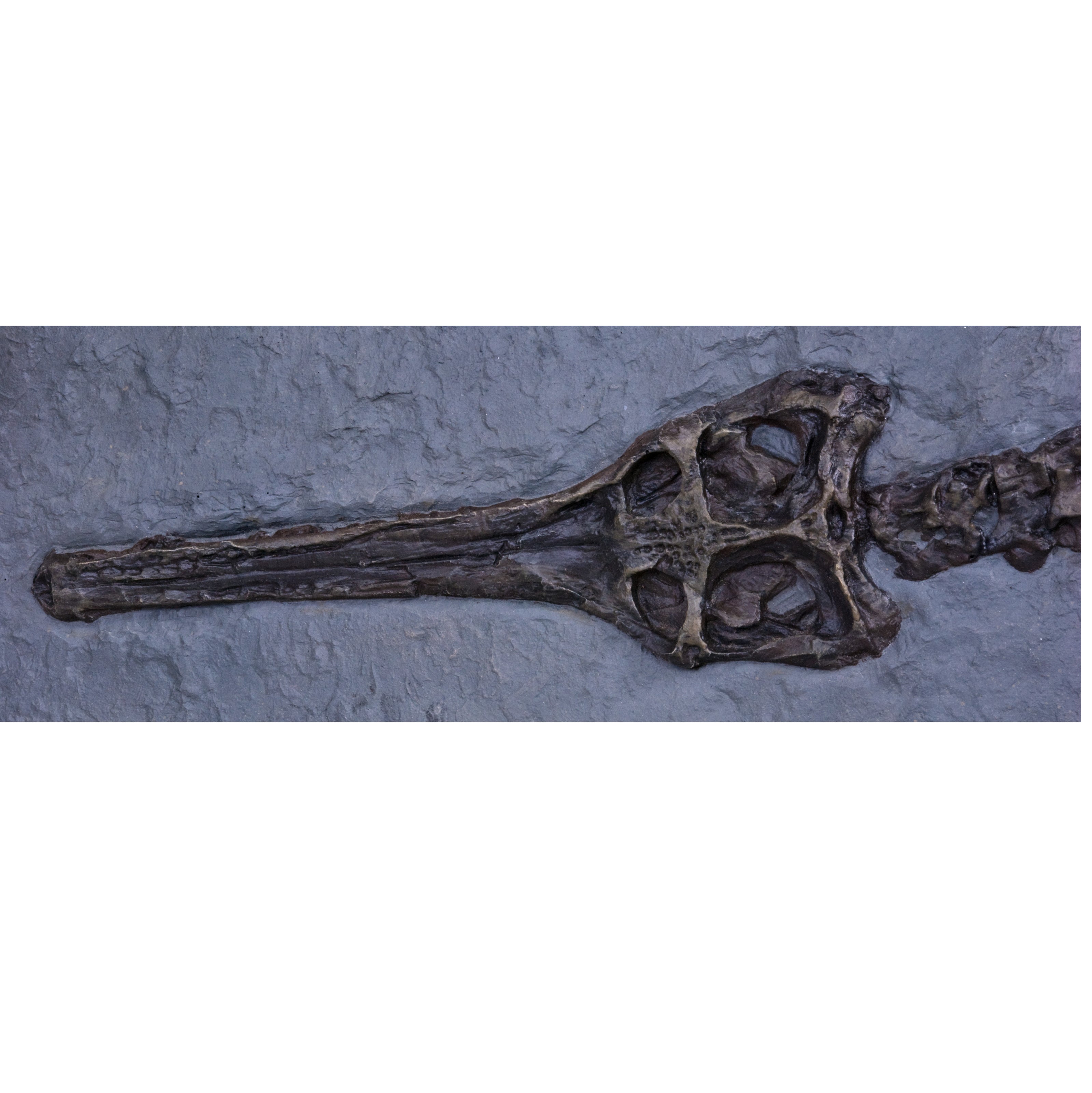 Steneosaurus bollensis on Slab - Display Replica
