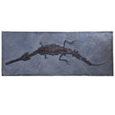 Steneosaurus bollensis on Slab - Display Replica