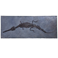 Steneosaurus bollensis on Slab - Display Replica