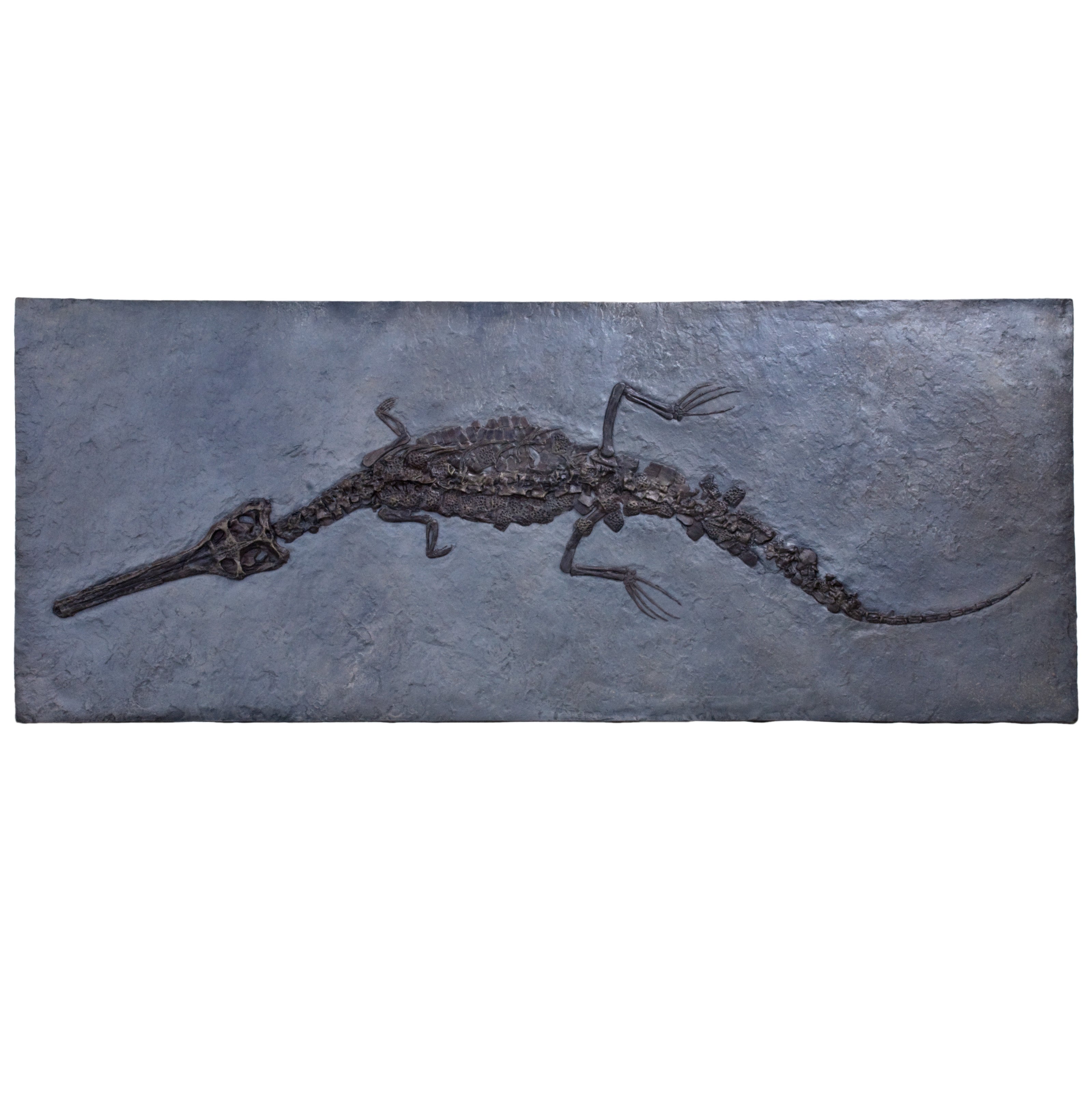 Steneosaurus bollensis on Slab - Display Replica