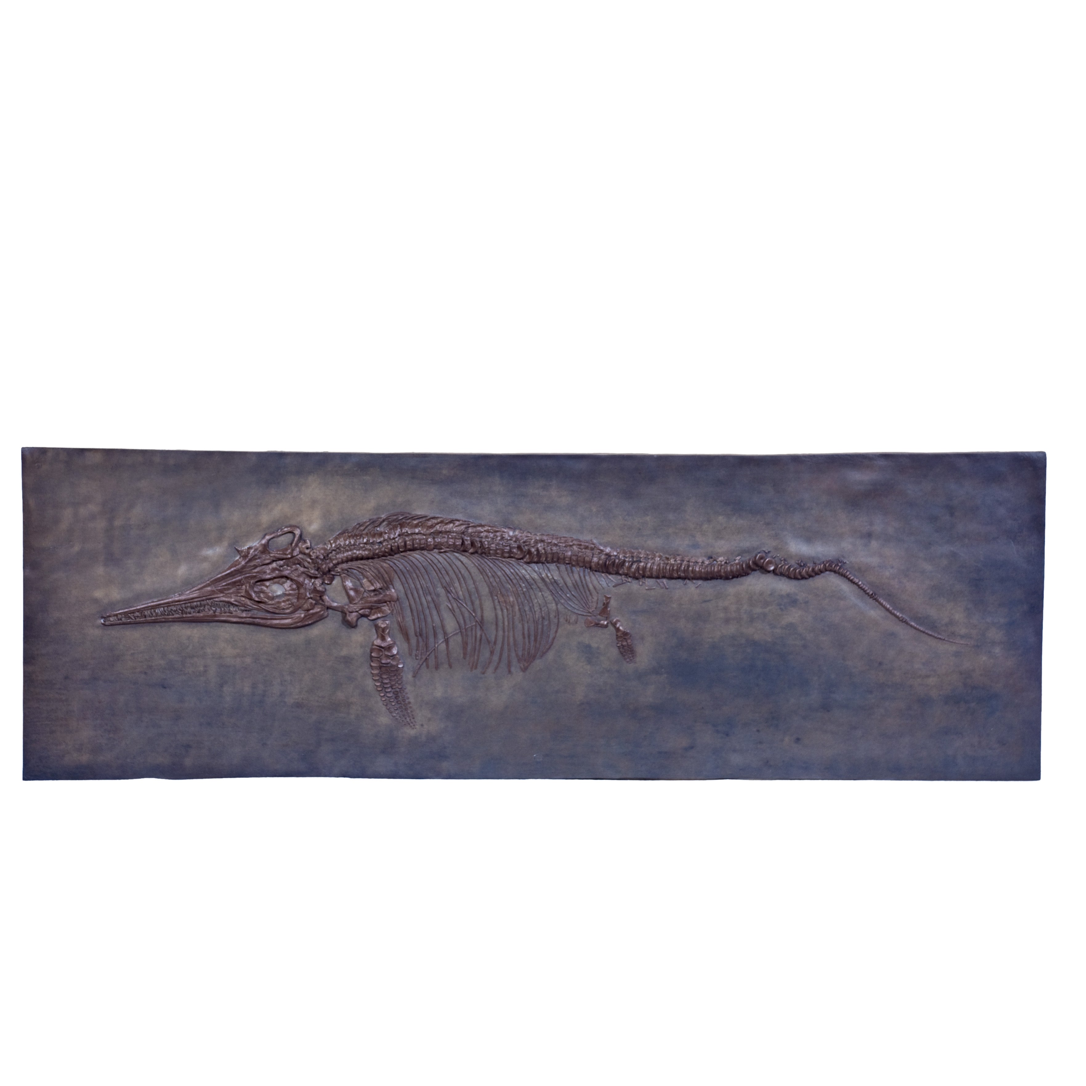 Stenopterygius sp. Skeleton In Situ - Display Replica