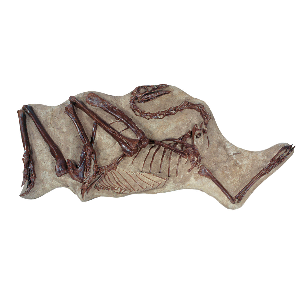 Struthiomimus sedens CLAWS Skeleton on Matrix - Display Replica
