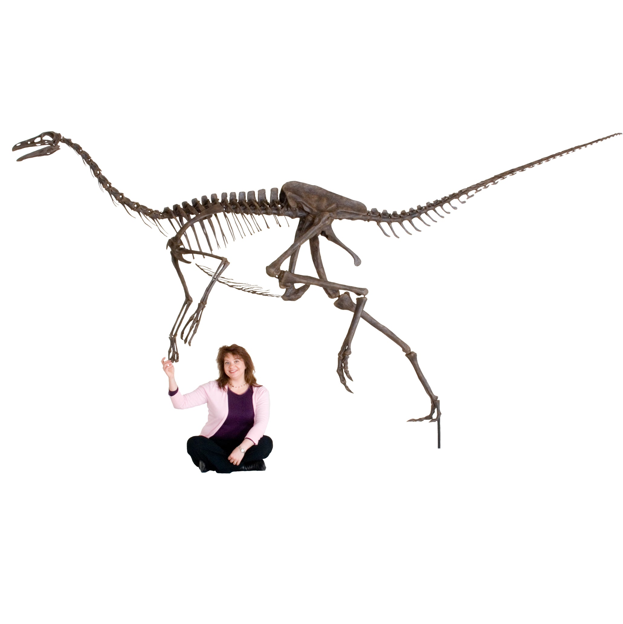 Struthiomimus sedens CLAWS Skeleton - Display Replica