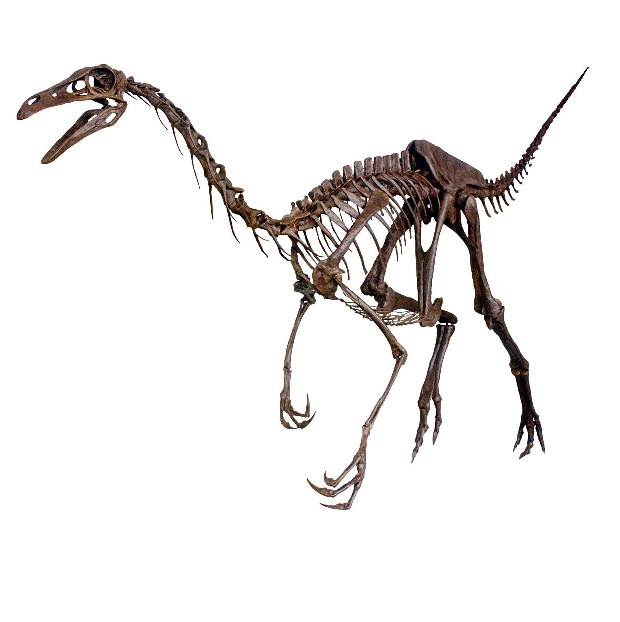Struthiomimus sedens CLAWS Skeleton - Display Replica