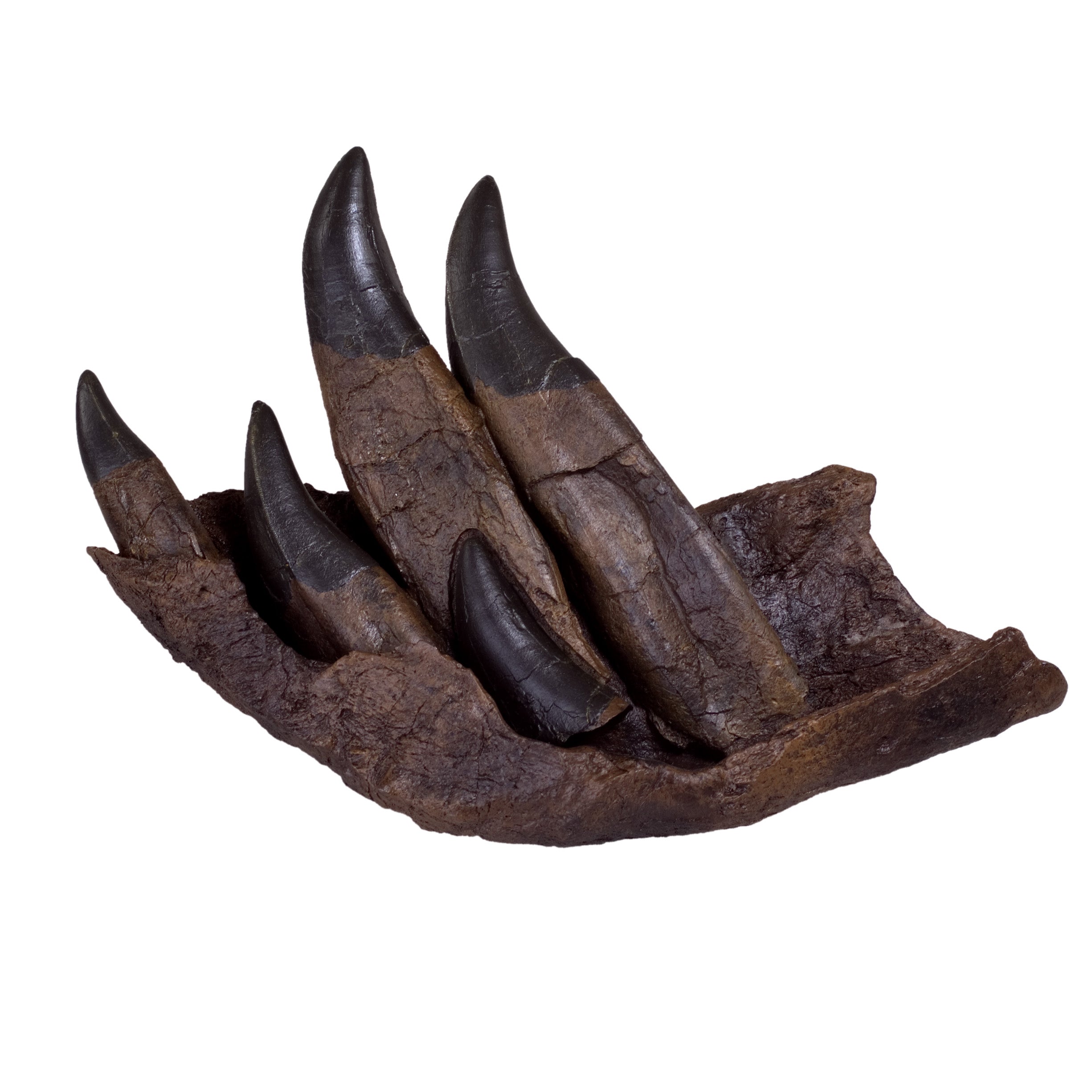 Tyrannosaurus rex Tooth Progression Partial Dentary - Display Replica