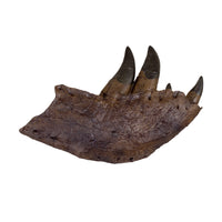 Tyrannosaurus rex Tooth Progression Partial Dentary - Display Replica