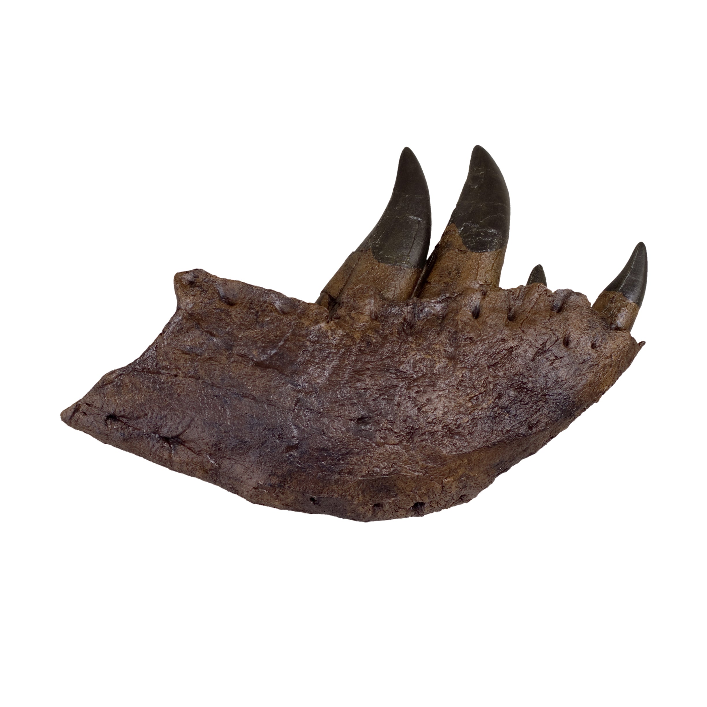 Tyrannosaurus rex Tooth Progression Partial Dentary - Display Replica