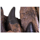 Tyrannosaurus rex Tooth Progression Partial Dentary - Display Replica