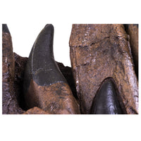 Tyrannosaurus rex Tooth Progression Partial Dentary - Display Replica