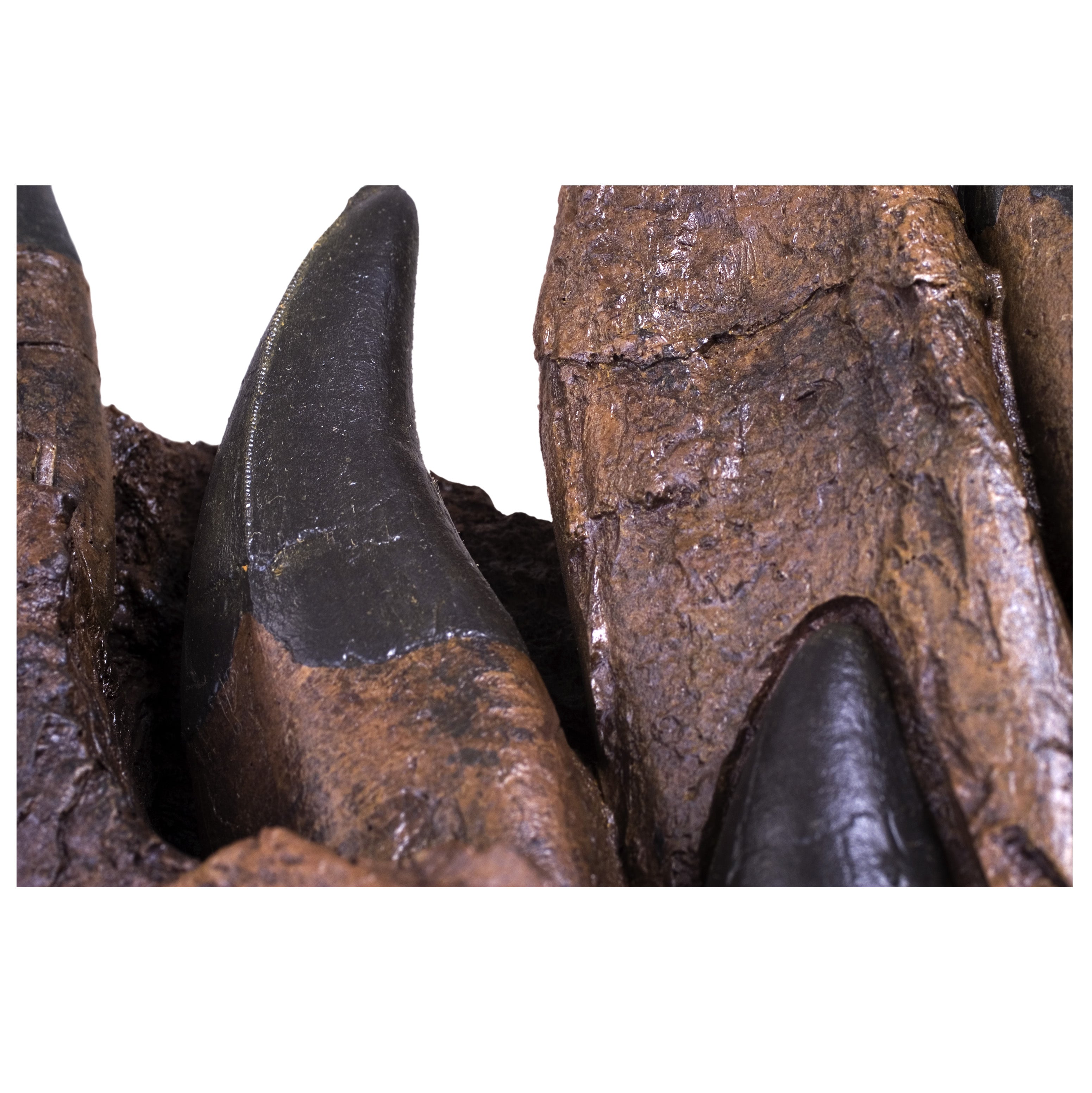 Tyrannosaurus rex Tooth Progression Partial Dentary - Display Replica