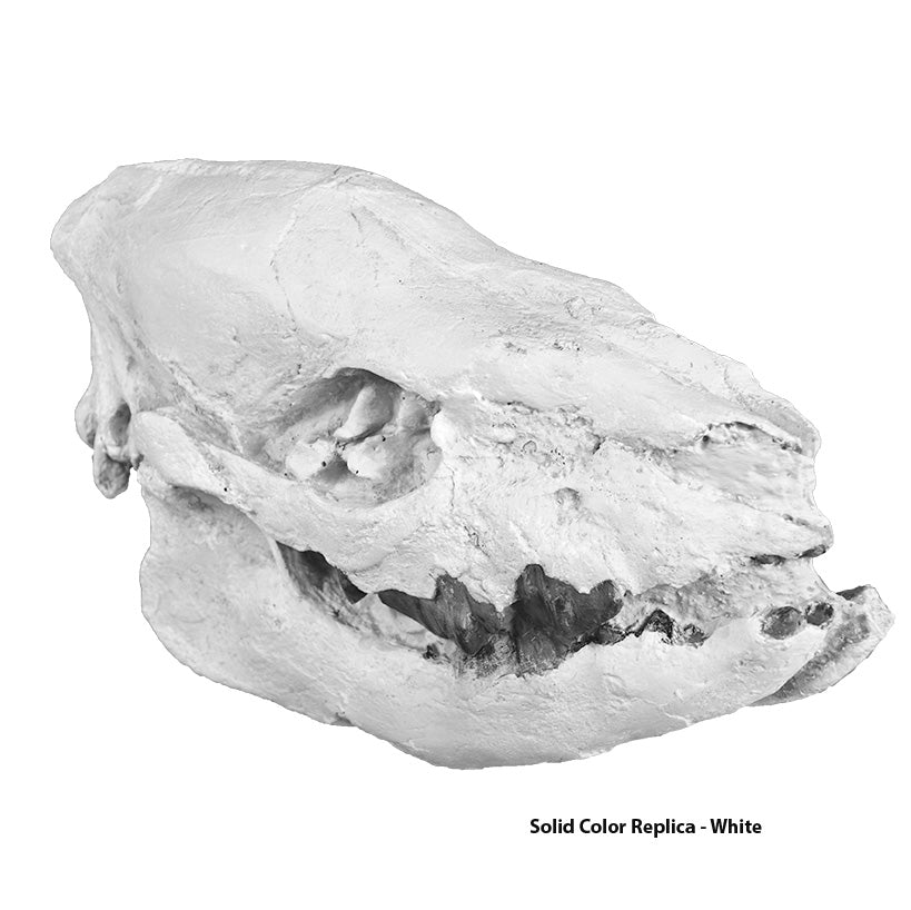 Subhyracodon sp. Baby Rhino Skull - Solid Color Replica