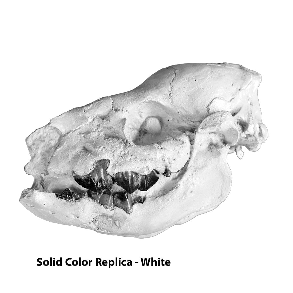 Subhyracodon sp. Baby Rhino Skull - Solid Color Replica