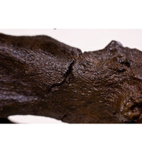 Tyrannosaurus rex SUE Right Arm Robust (Female) on Base - Display Replica