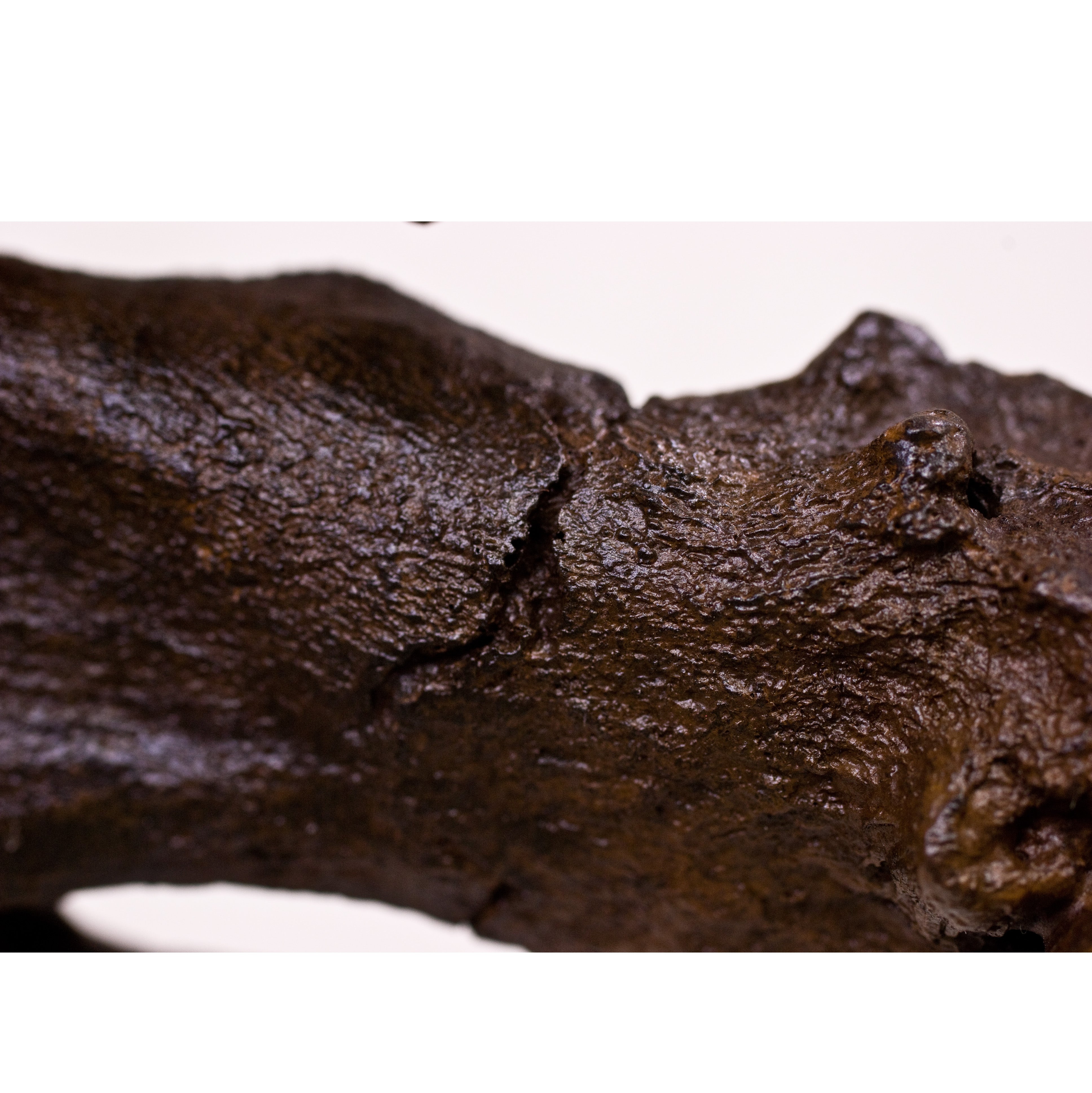 Tyrannosaurus rex SUE Right Arm Robust (Female) on Base - Display Replica