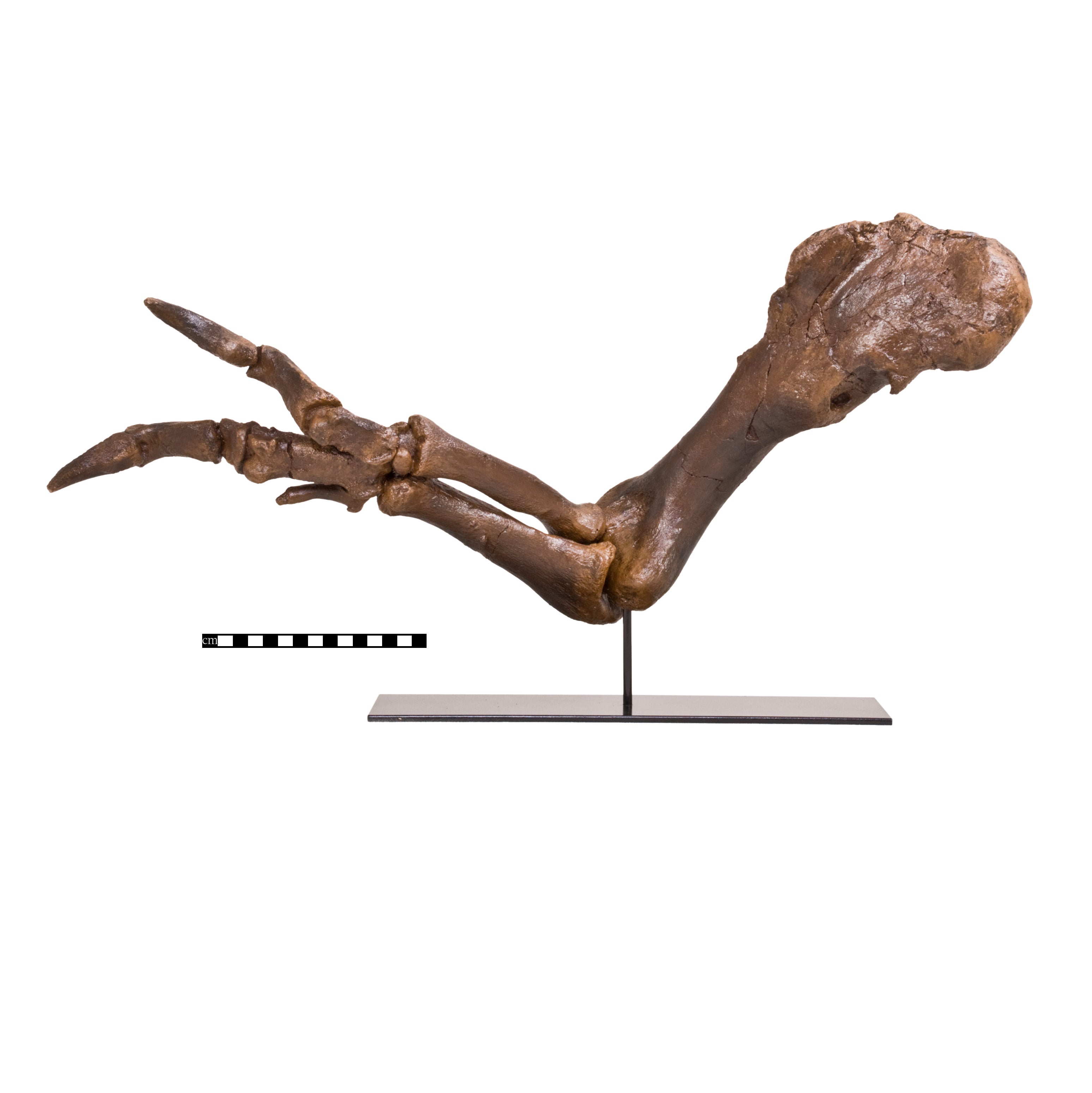 Tyrannosaurus rex SUE Right Arm Robust (Female) on Base - Display Replica