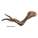 Tyrannosaurus rex SUE Right Arm Robust (Female) No Base - Display Replica