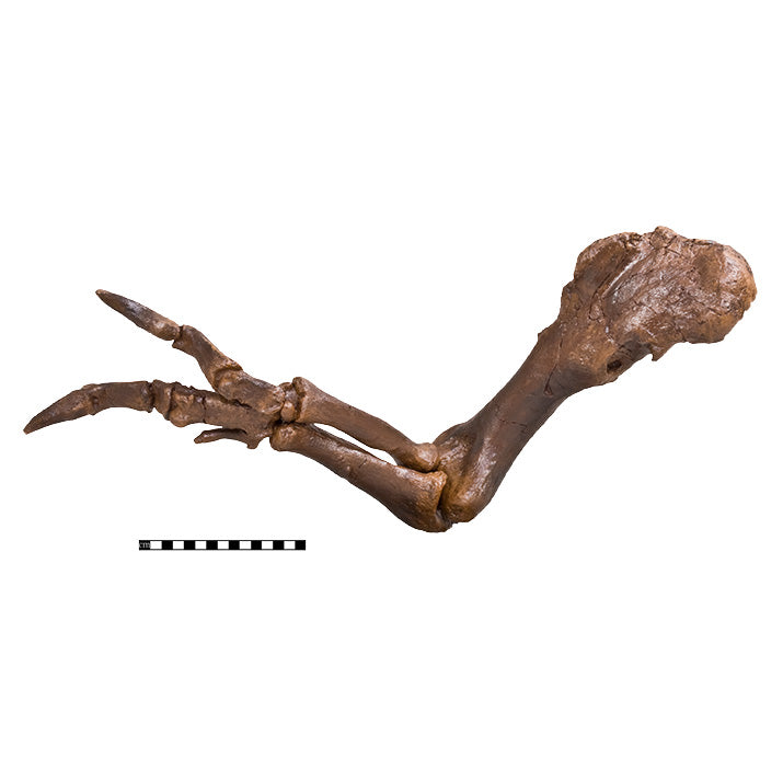 Tyrannosaurus rex SUE Right Arm Robust (Female) No Base - Display Replica