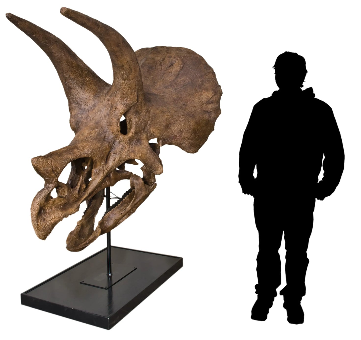 Triceratops prorsus Skull - Display Replica