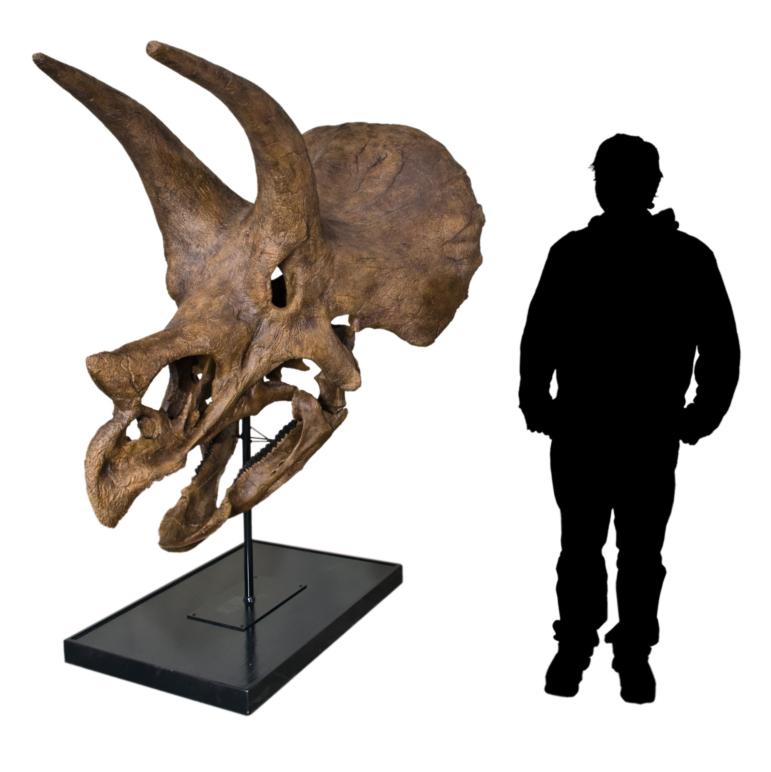 Triceratops prorsus Skull - Display Replica