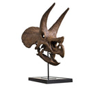 Triceratops prorsus Skull - Display Replica