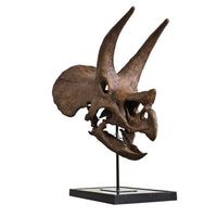 Triceratops prorsus Skull - Display Replica