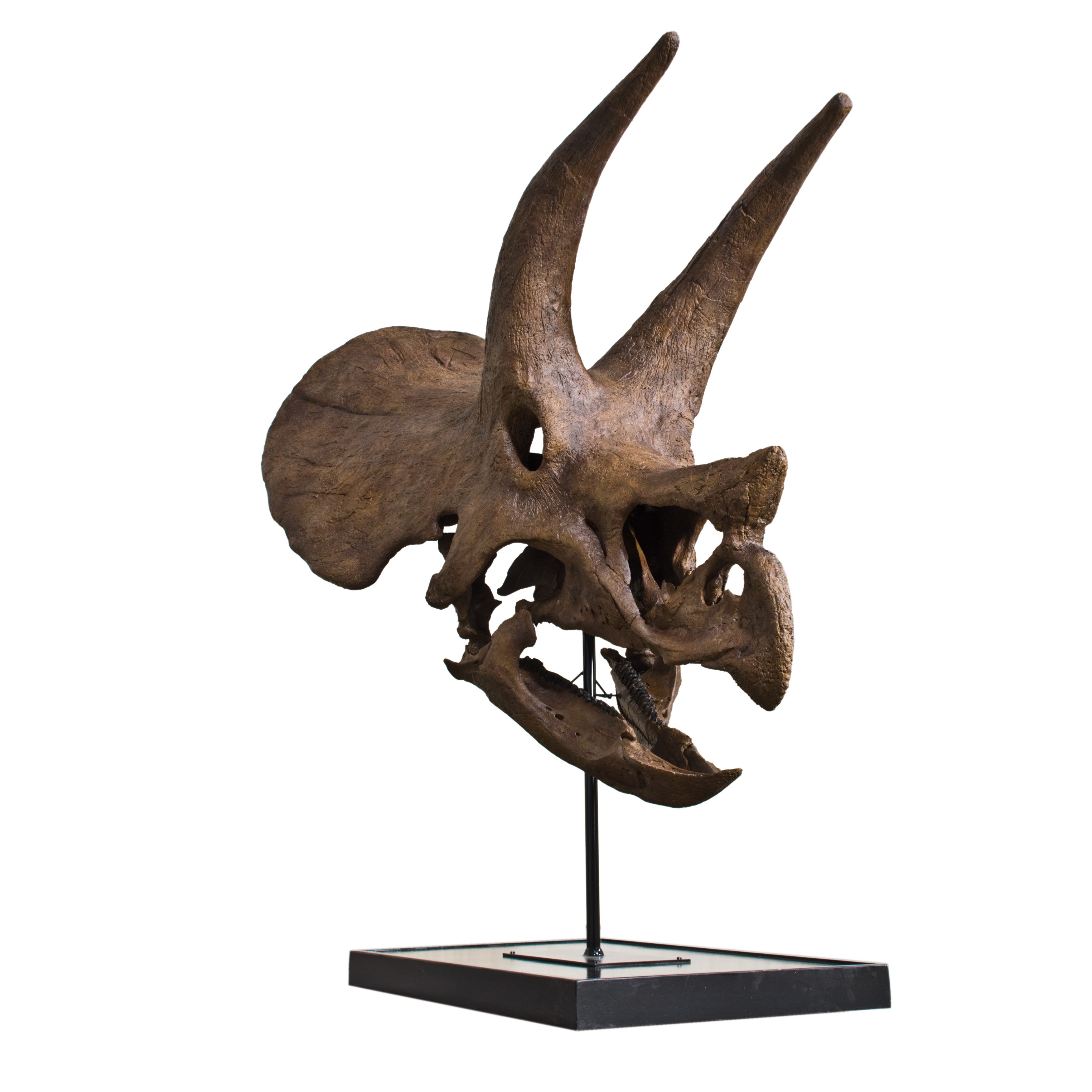 Triceratops prorsus Skull - Display Replica
