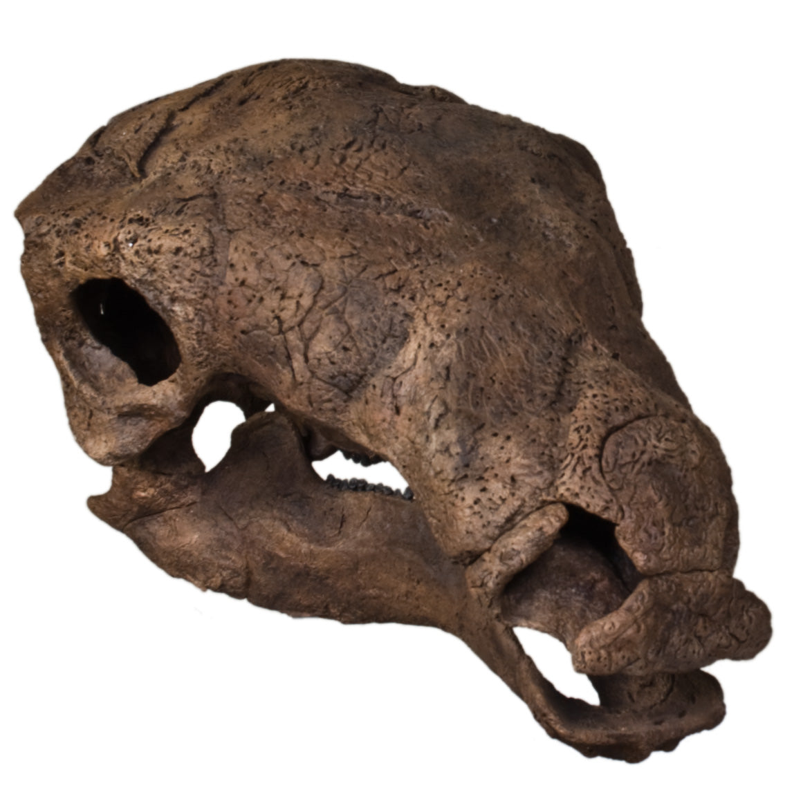 Denversaurus (Edmontonia) Skull - Display Replica