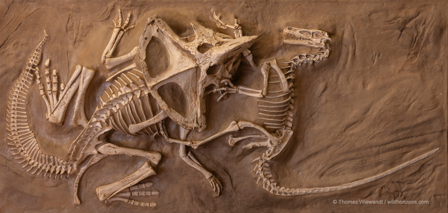 Velociraptor vs. Protoceratops - 'Fighting Dinosaurs' - Display Replica