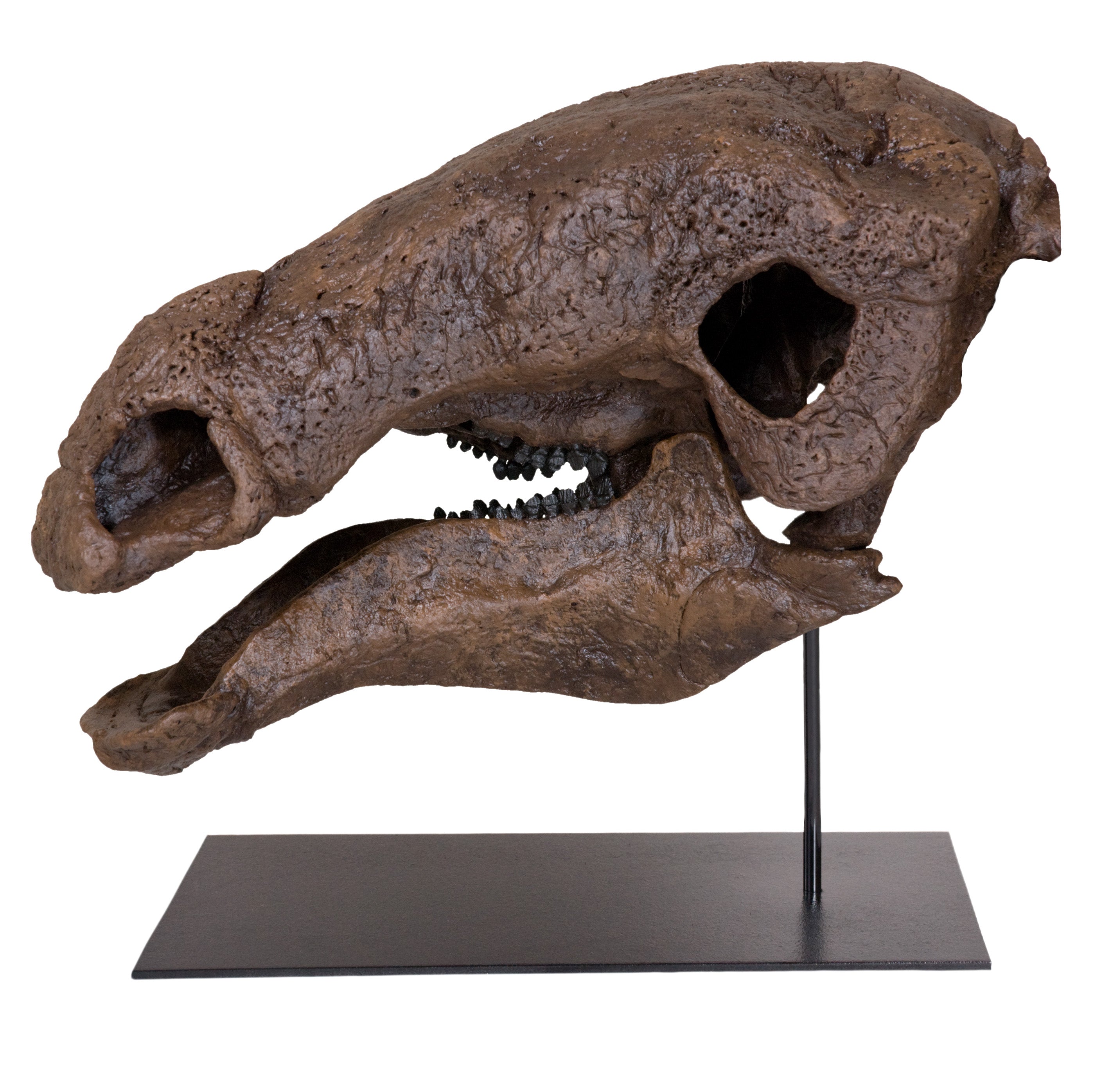 Denversaurus (Edmontonia) Skull - Display Replica