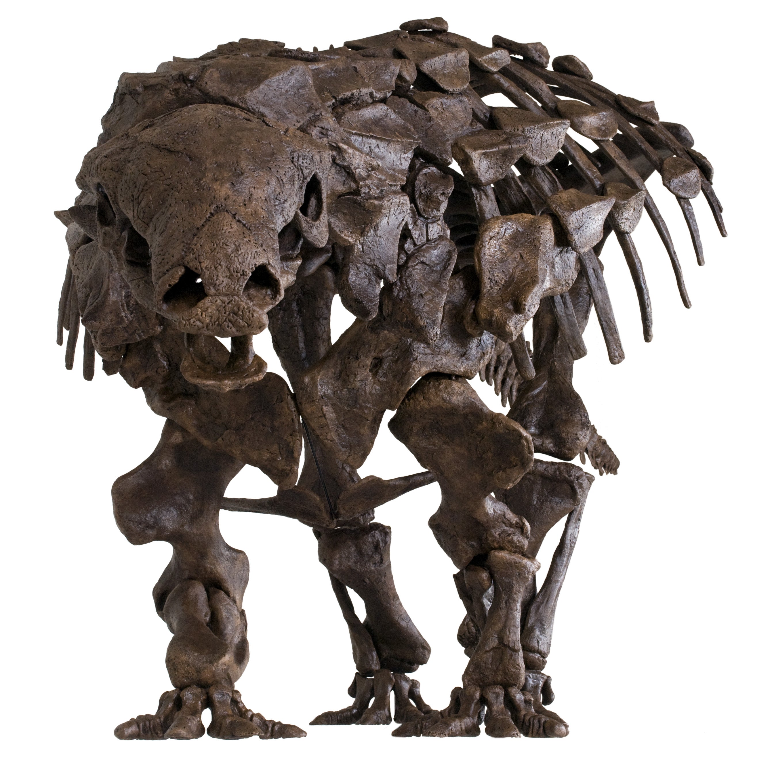 Denversaurus (Edmontonia) cf. schlessmani TANK Skeleton - Display Replica