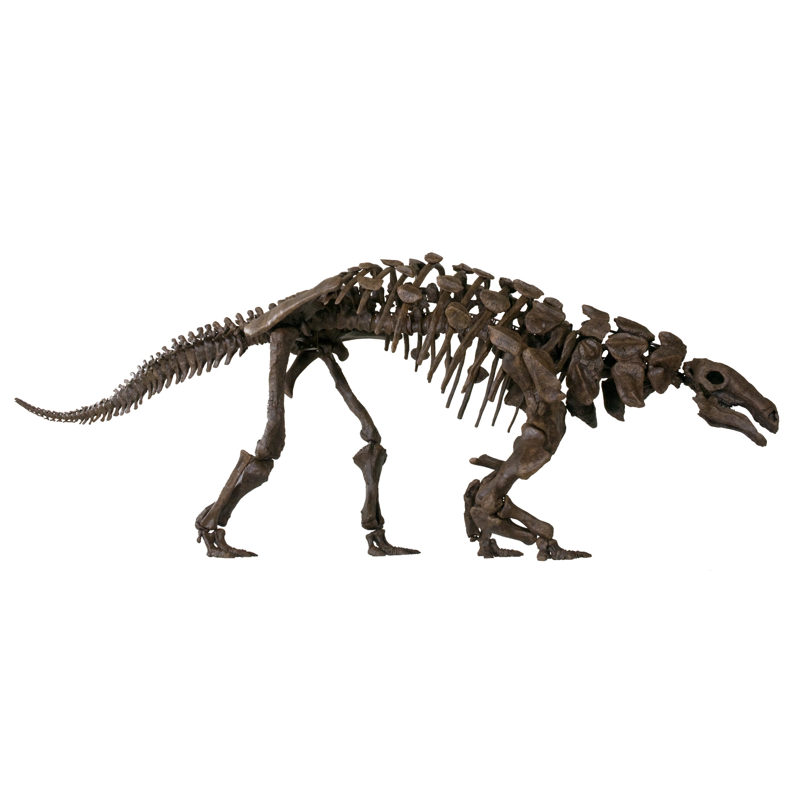 Denversaurus (Edmontonia) cf. schlessmani TANK Skeleton - Display Replica