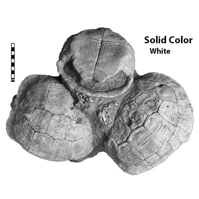 Testudo sp. Set of Three In Situ - Solid Color Replica