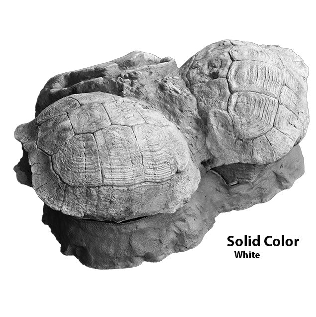 Testudo sp. Set of Three In Situ - Solid Color Replica