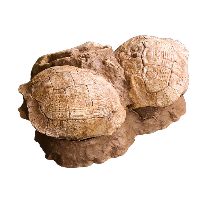 Testudo sp. Set of Three In Situ - Display Replica
