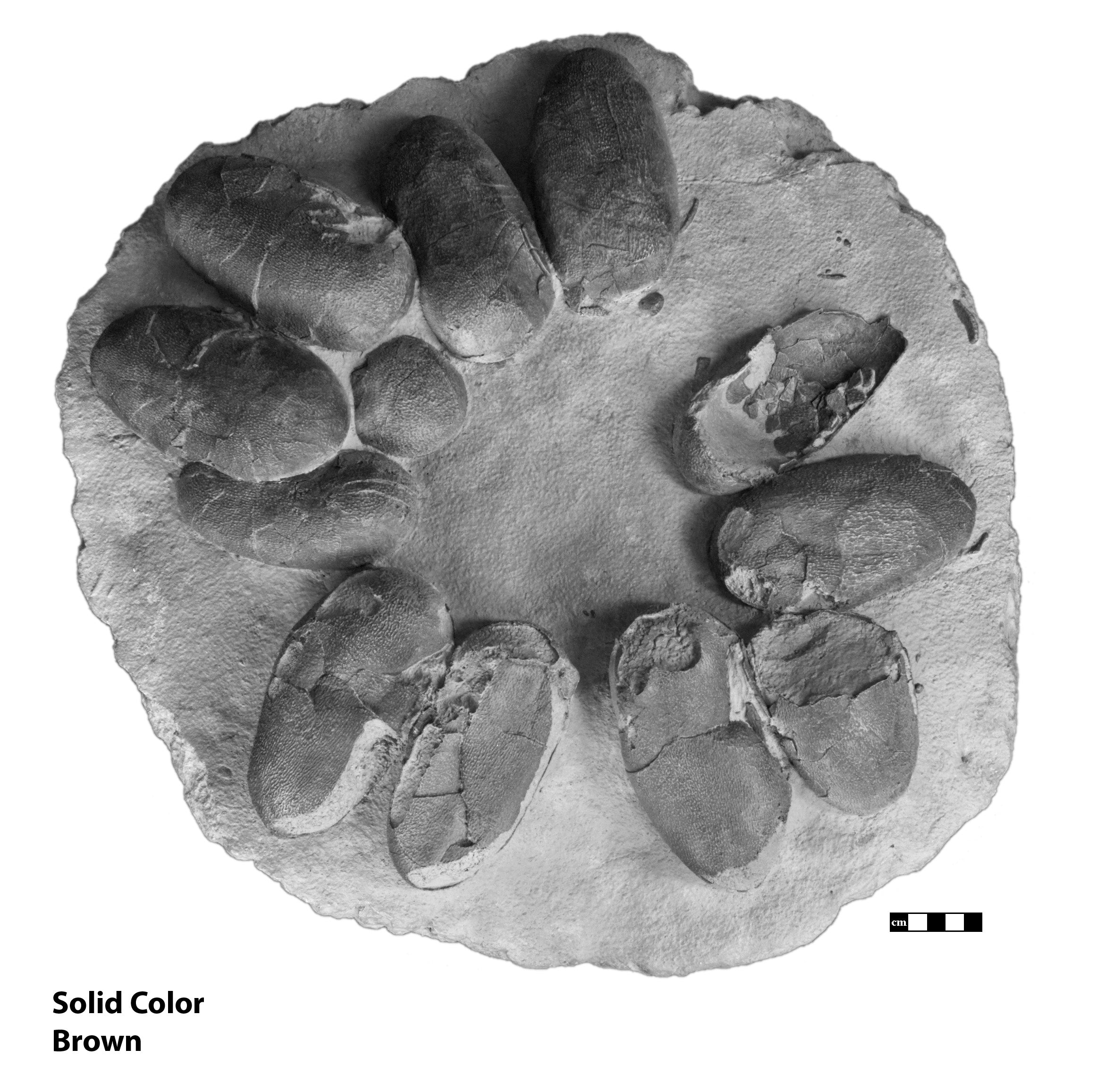 Theropod Dinosaur Egg Clutch - Solid Color Replica