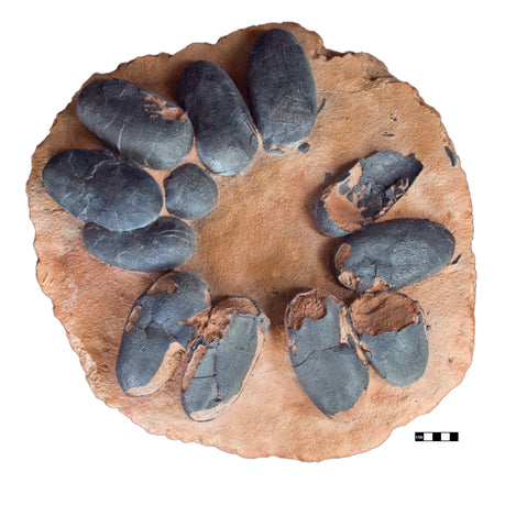 Theropod Dinosaur Egg Clutch - Display Replica