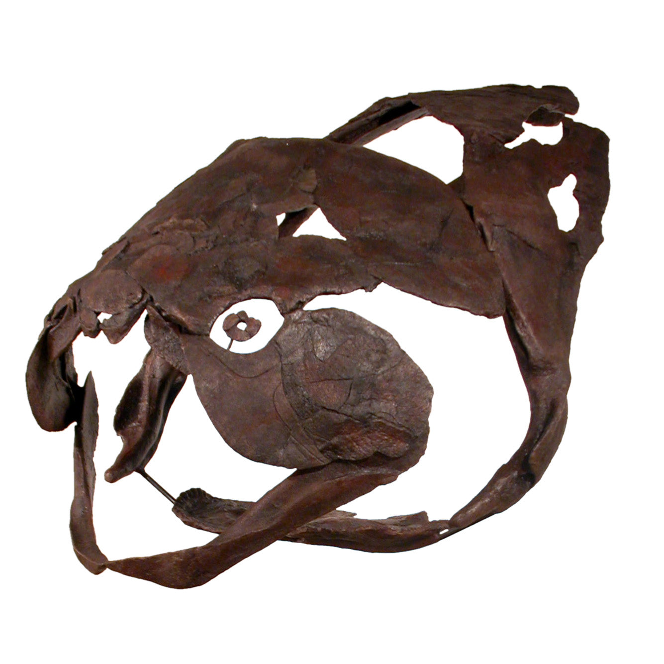 Titanichthys sp. Skull - Display Replica