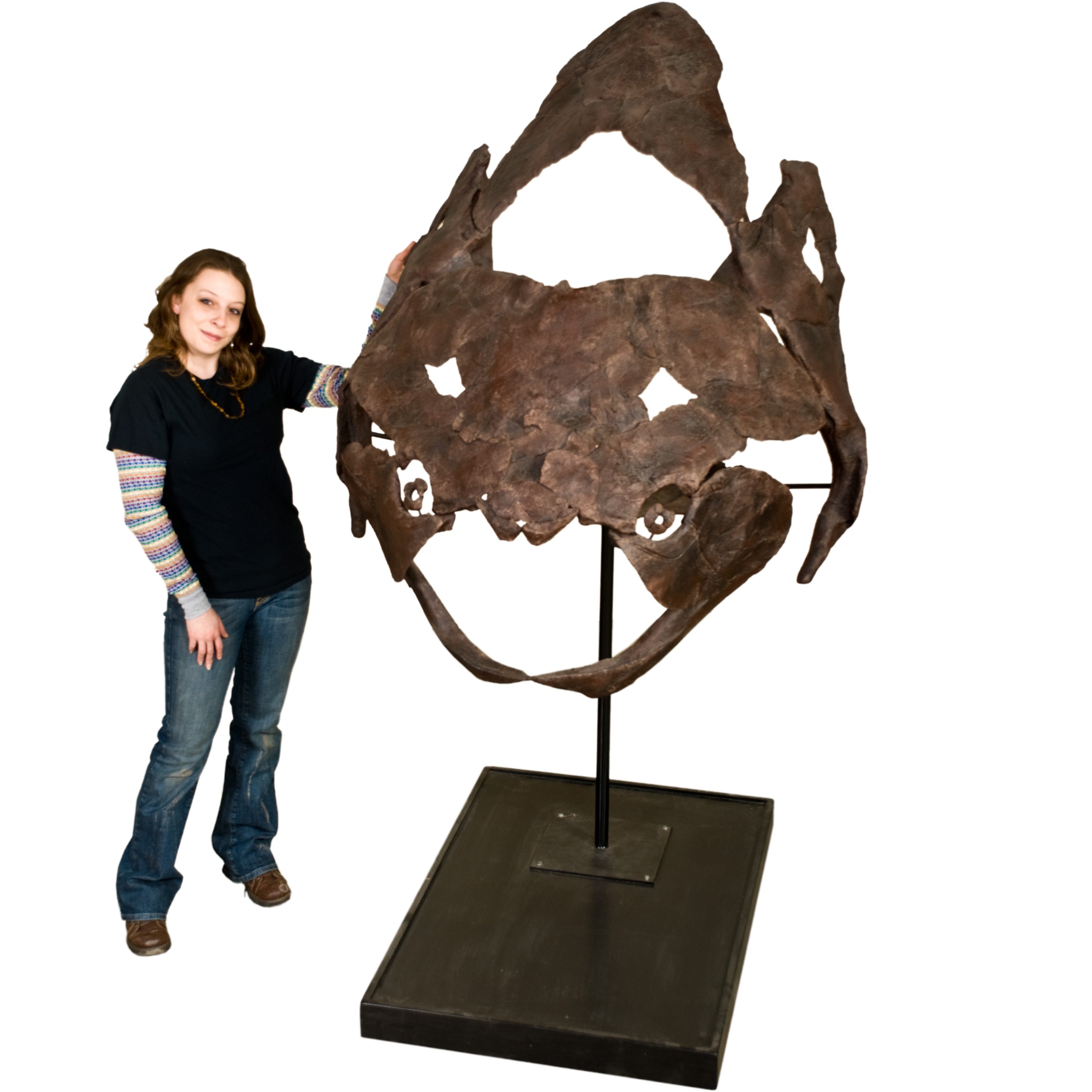 Titanichthys sp. Skull - Display Replica
