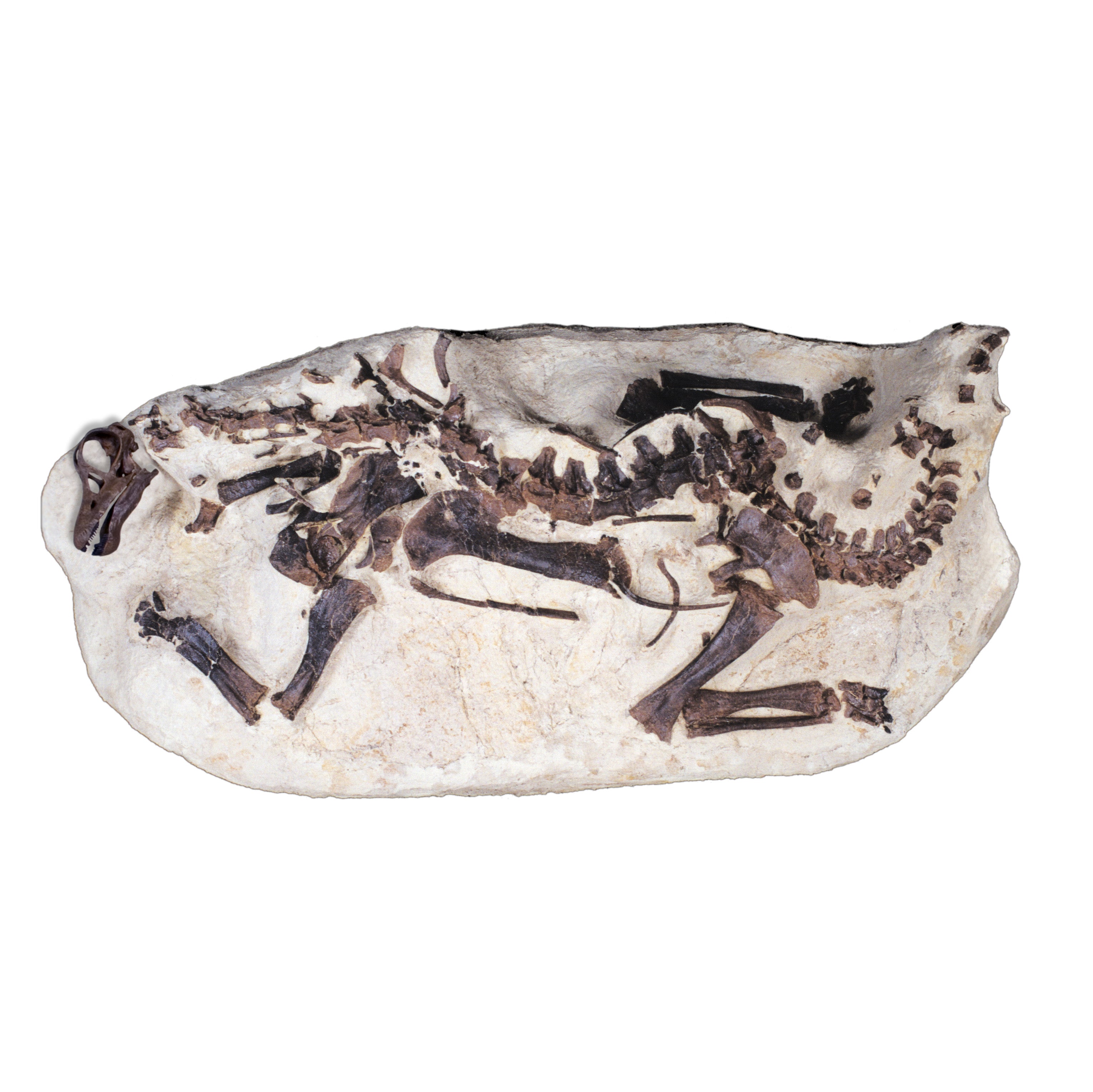 Apatosaurus sp. TONI Baby in situ Skeleton - Display Replica