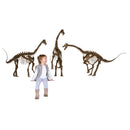 Apatosaurus sp. TONI - Baby Skeleton - Display Replica