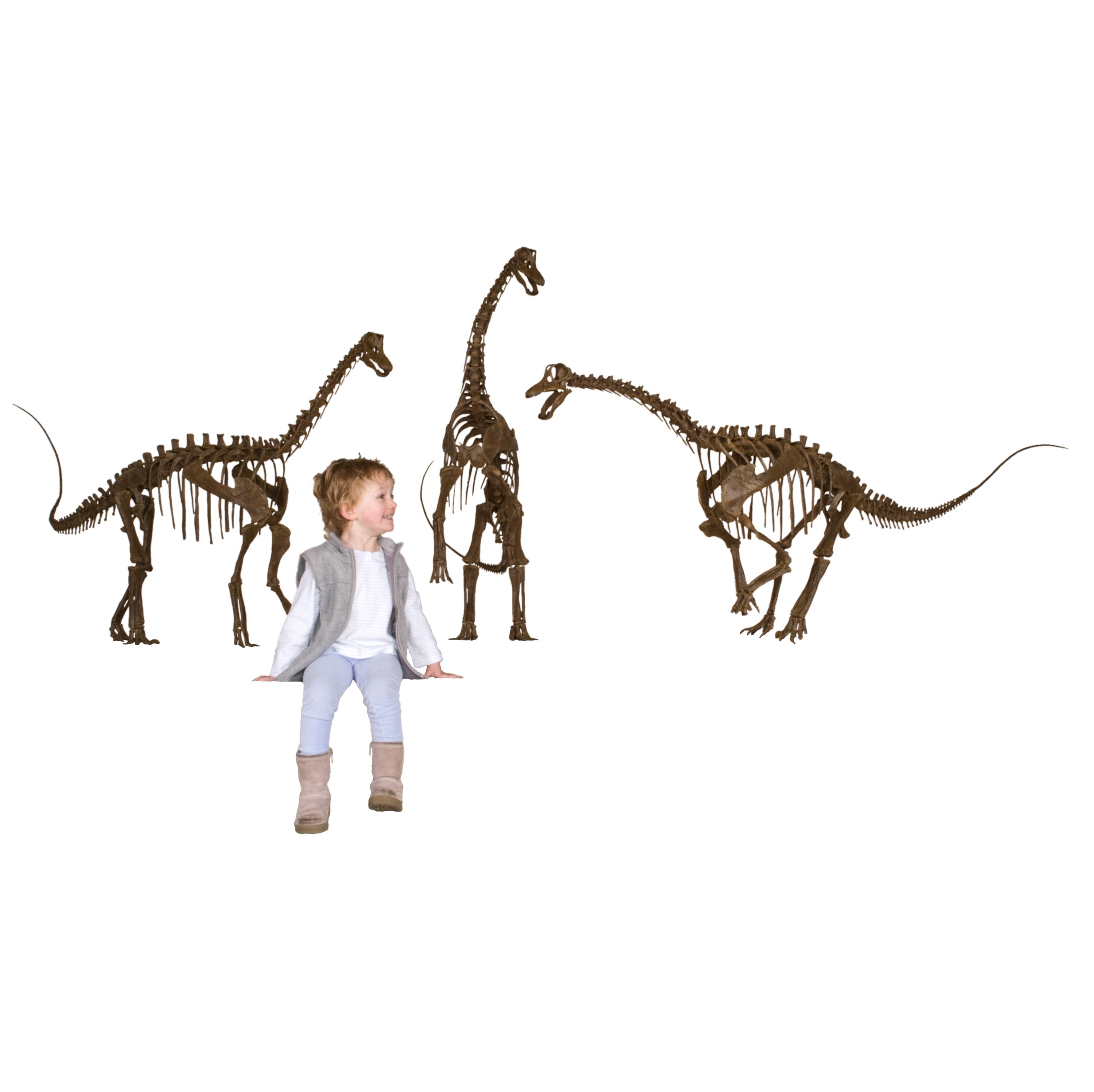 Apatosaurus sp. TONI - Baby Skeleton - Display Replica