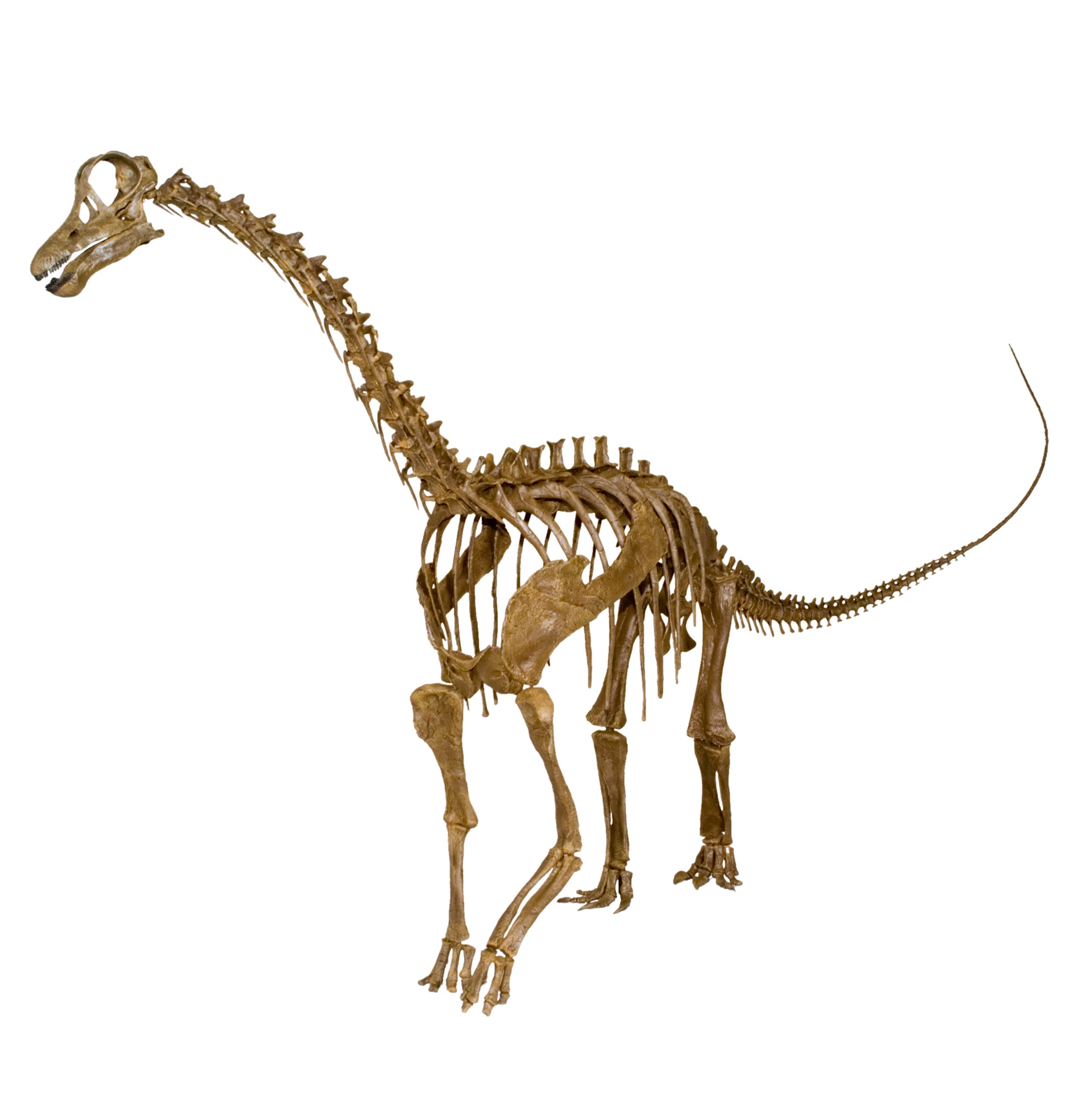 Apatosaurus sp. TONI - Baby Skeleton - Display Replica