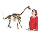 Apatosaurus sp. TONI - Baby Skeleton - Display Replica