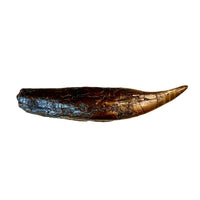 SUE Tyrannosaurus rex Bronze Tooth with Base - Special Edition